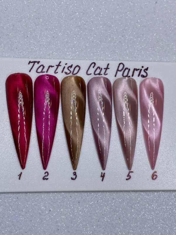 paris cat